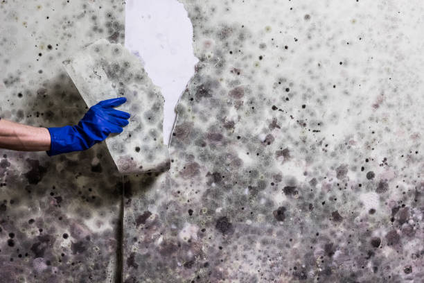 Professional Mold Remediation in South Huntington, NY